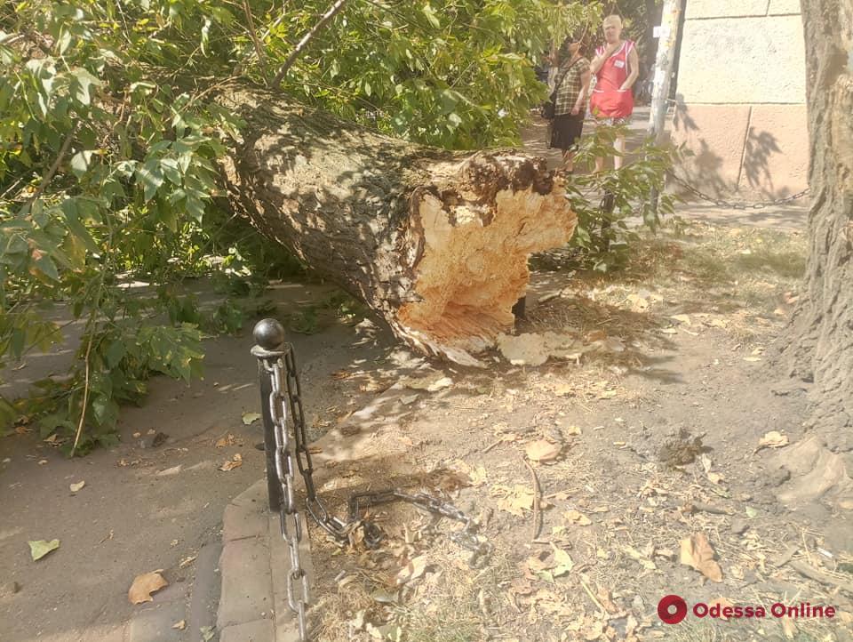 В Одессе на углу Сегедской и Армейской рухнуло массивное дерево (фото)