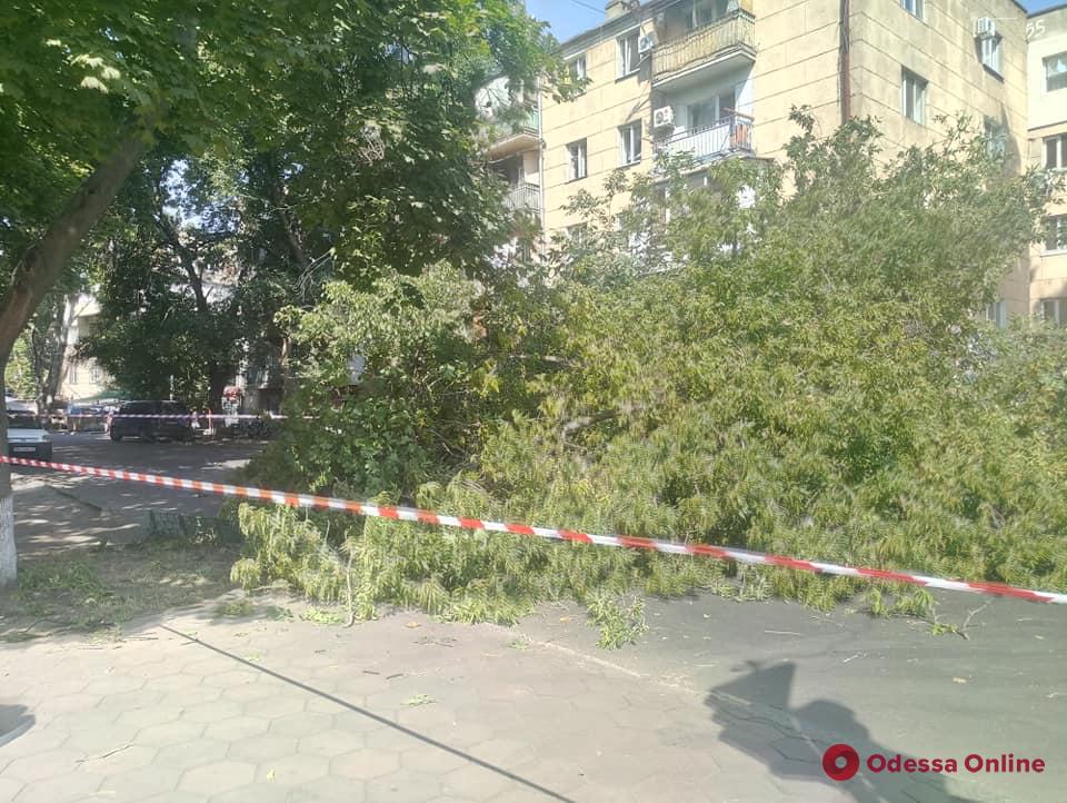 В Одессе на углу Сегедской и Армейской рухнуло массивное дерево (фото)