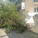 В Одессе на углу Сегедской и Армейской рухнуло массивное дерево (фото)