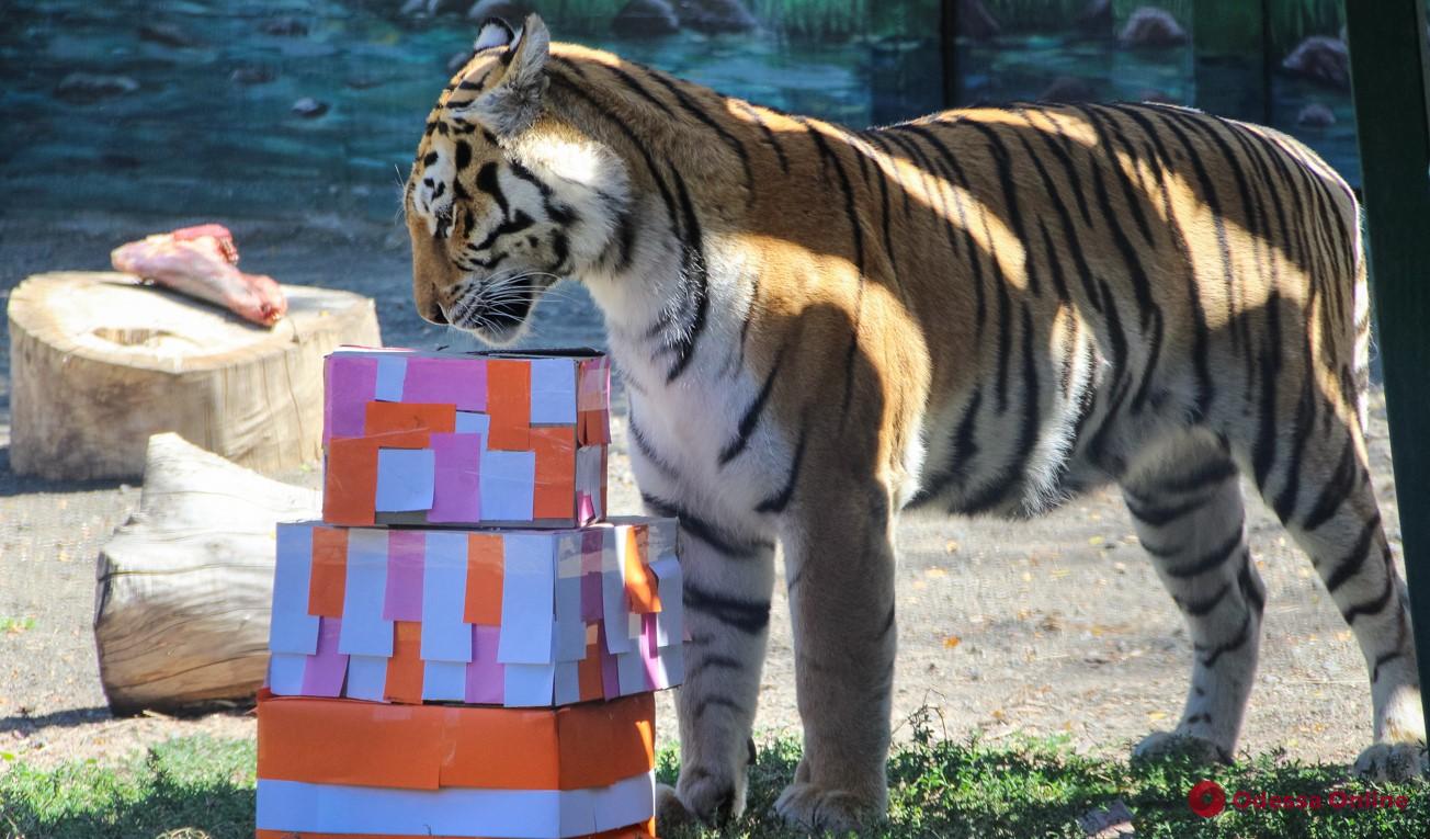 В одесском зоопарке отметили День тигра (фоторепортаж)