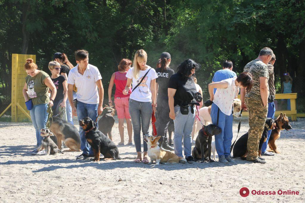 Прыжки и «освобождение заложников»: в Дюковском парке открыли площадку для дрессировки собак (фото, видео)