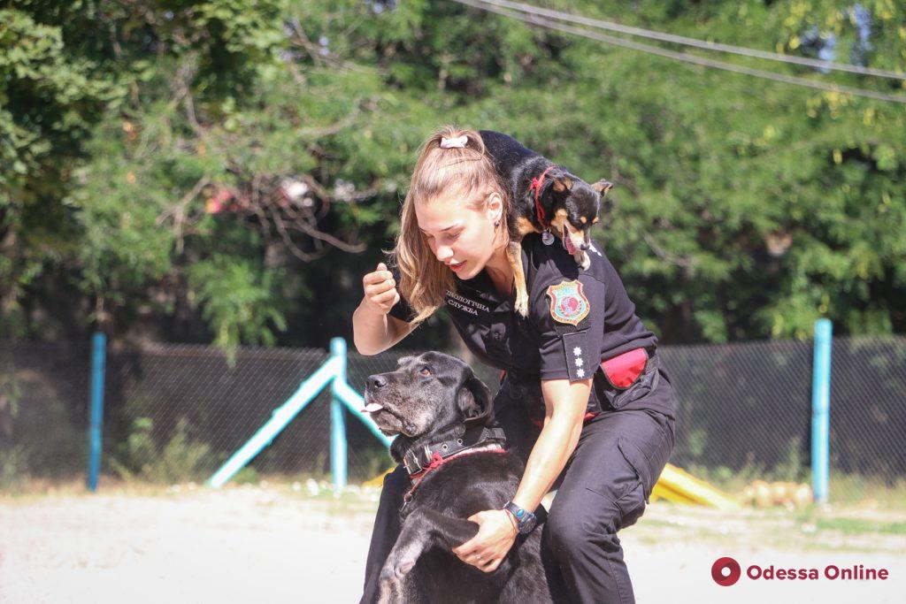 Прыжки и «освобождение заложников»: в Дюковском парке открыли площадку для дрессировки собак (фото, видео)