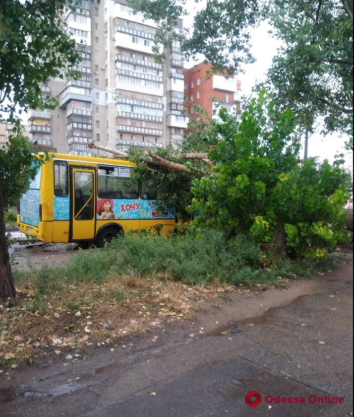 В Одессе дерево упало на маршрутку