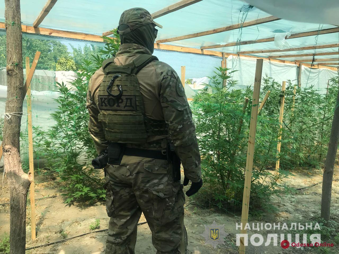 Одесская область: теплицу с коноплей охранял вооруженный сторож