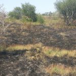 Одесская область: масштабный пожар в Великомихайловском районе