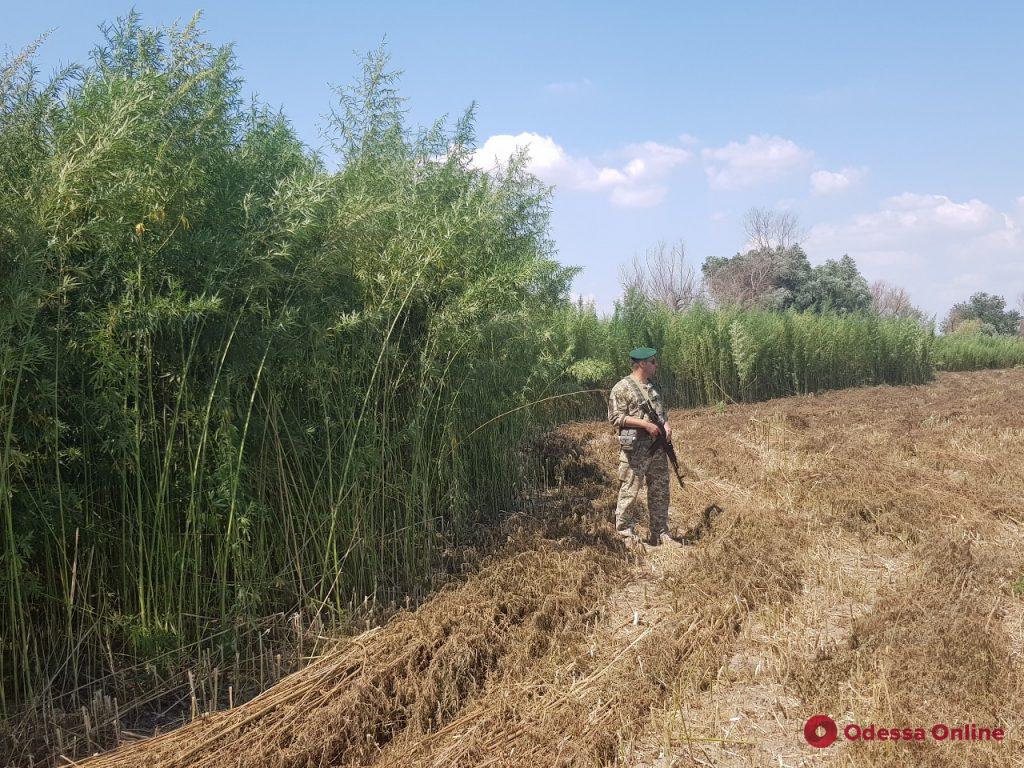 Одесская область: пограничники и полицейские нашли 10 тысяч кустов конопли