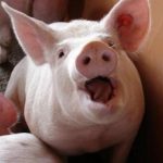 В одном из сел Одесской области уничтожают больных чумой свиней
