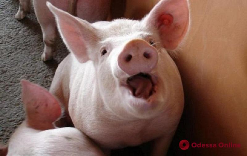В одном из сел Одесской области уничтожают больных чумой свиней