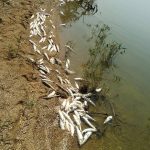 Одесская область: на Хаджибейском лимане зафиксирован мор рыбы (фото)
