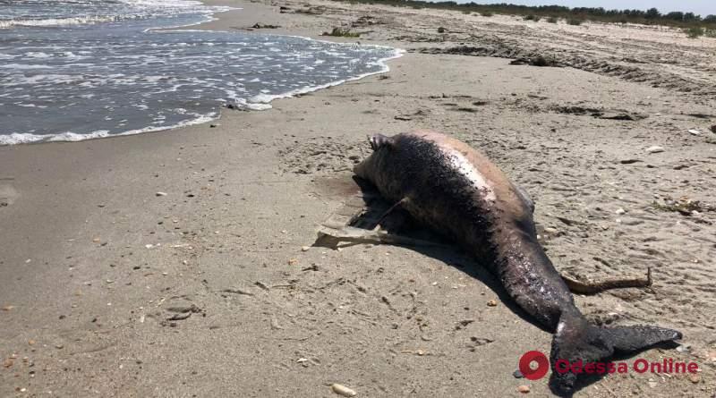 На пляже в Одесской области нашли мертвого дельфина
