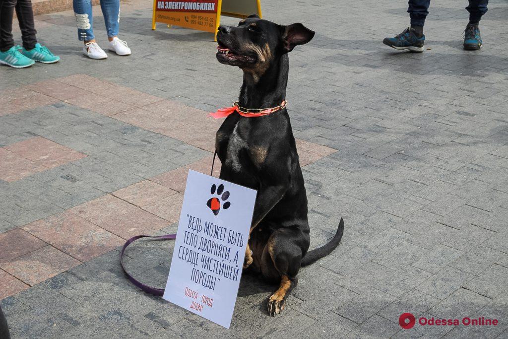 В Одессе прошел второй марш спасенных собак
