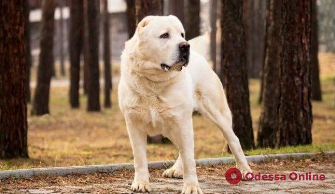 Одесская область: по факту нападения собаки на ребенка открыто уголовное производство