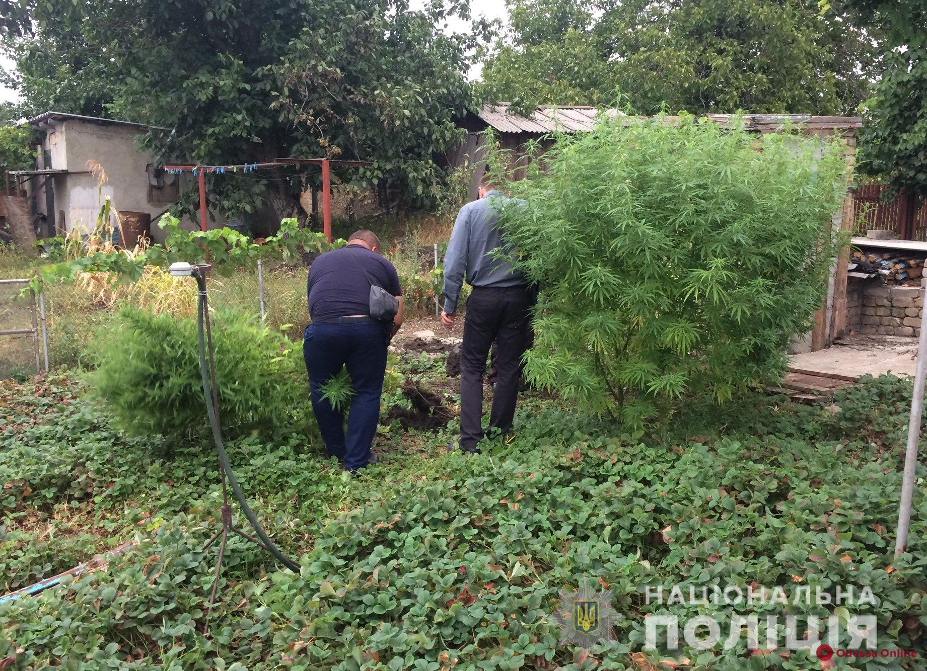 Одесская область: житель поселка Радостное выращивал коноплю