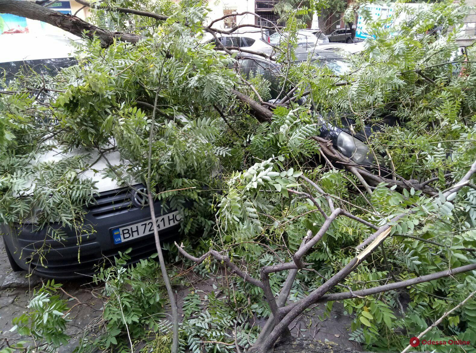 В центре Одессы ветка упала на машины