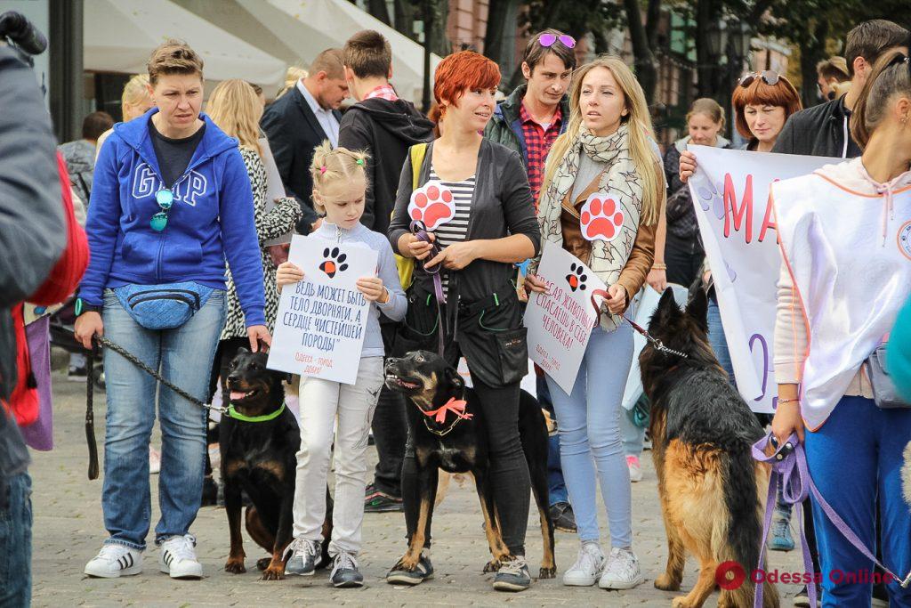 В Одессе прошел второй марш спасенных собак