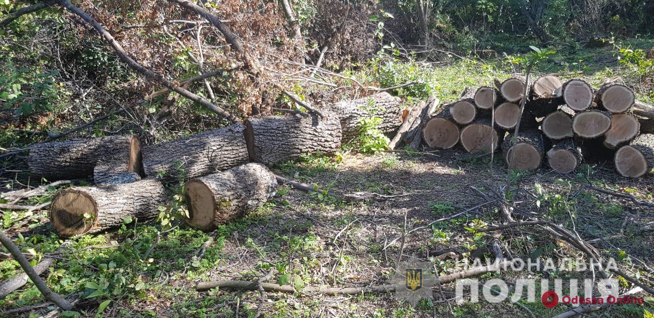 В Одесской области поймали «черных» дровосеков