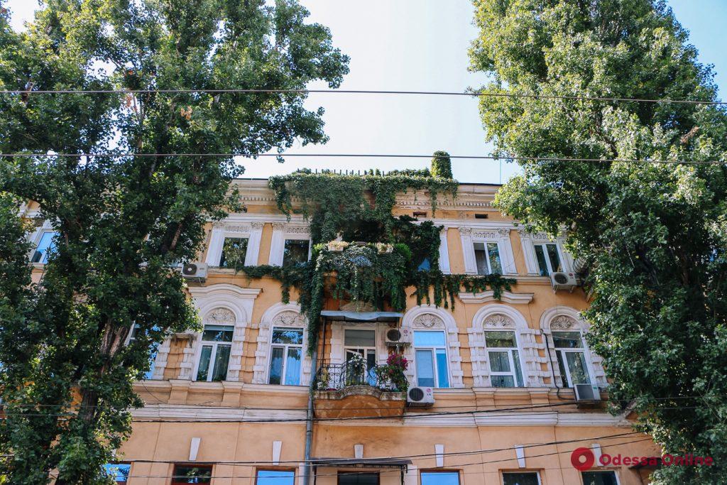 Зелёная Одесса: увитые плющом и виноградом дома (фото)