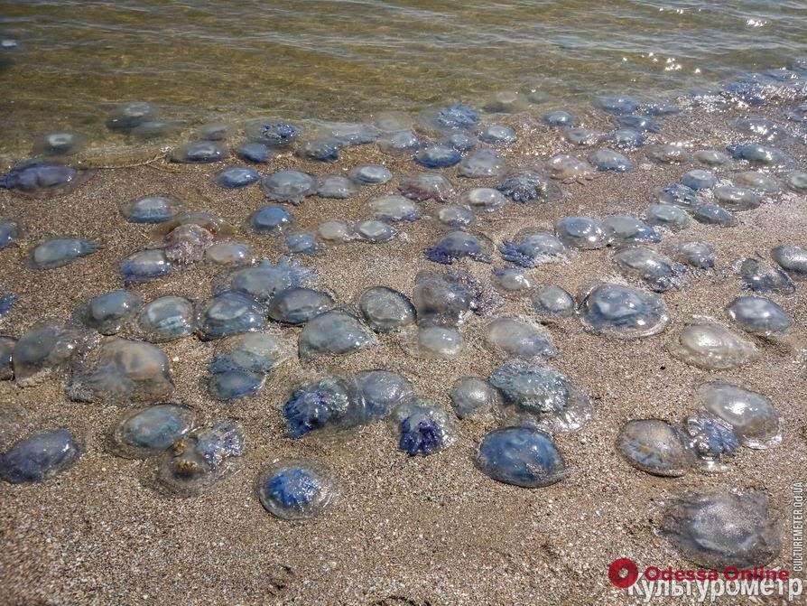 На одесский пляж выбросило тысячи мертвых медуз (фотофакт)