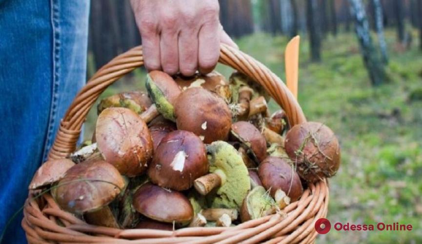 В Одесской области 3 человека отравились грибами