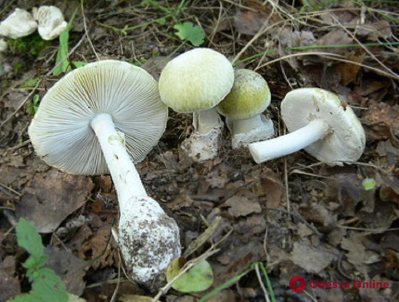 Смерть от грибов: житель Одесской области отравился бледными поганками