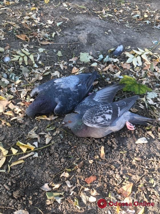 В Одессе продолжают травить голубей