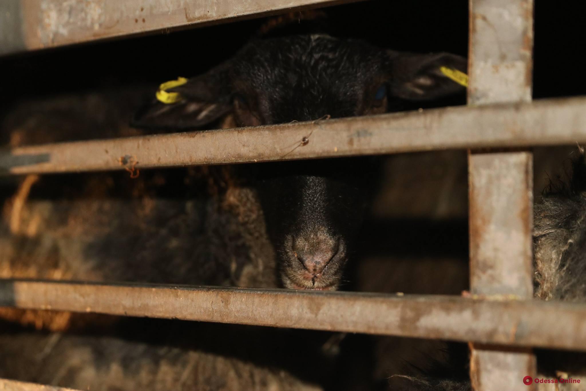Фуру с овцами везут в Тульчин: активистам пообещали не усыплять здоровых животных