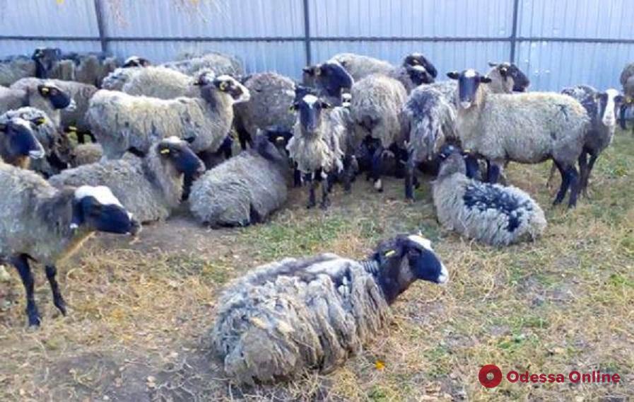 Выжившие овцы из Черноморского порта будут жить на экоферме под Одессой