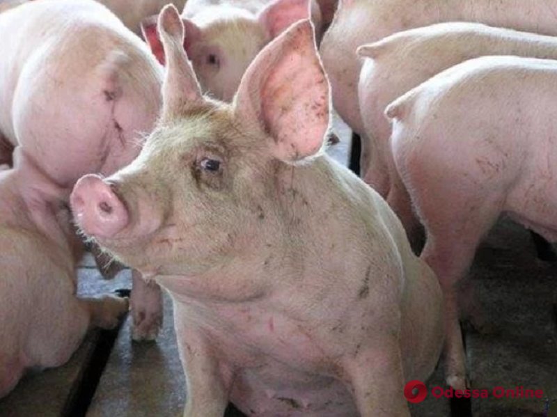 Чума свиней нанесла жителям Килийской ОТГ миллионные убытки