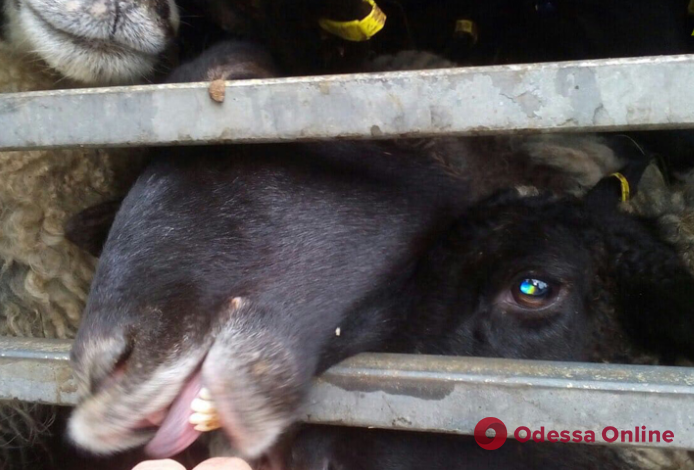 В грузовике в порту Черноморска уже погибло около 50 овец