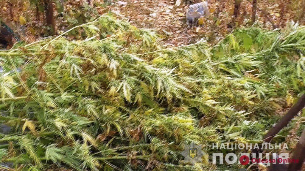 В Одесской области полиция изъяла у мужчины оружие и наркотики