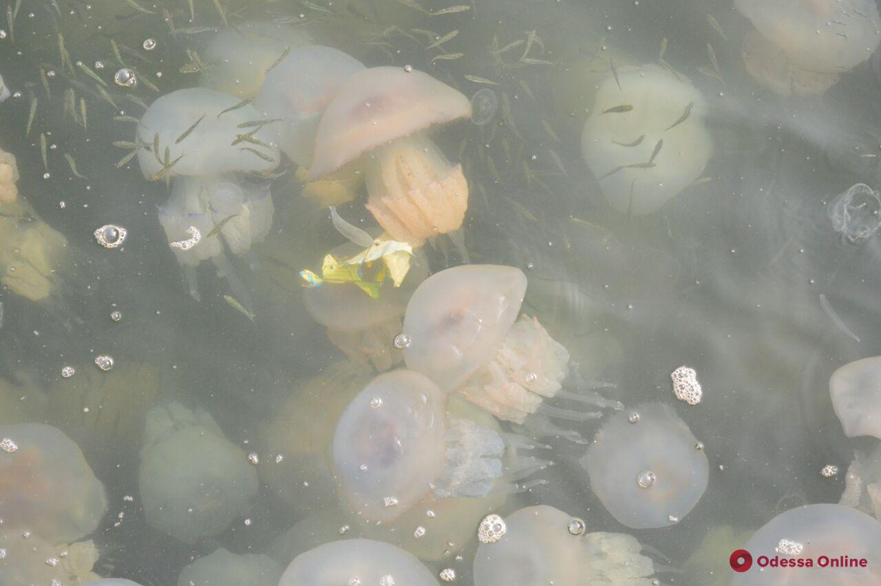 Стаи медуз-гигантов плавают в акватории Одесского порта (фото)