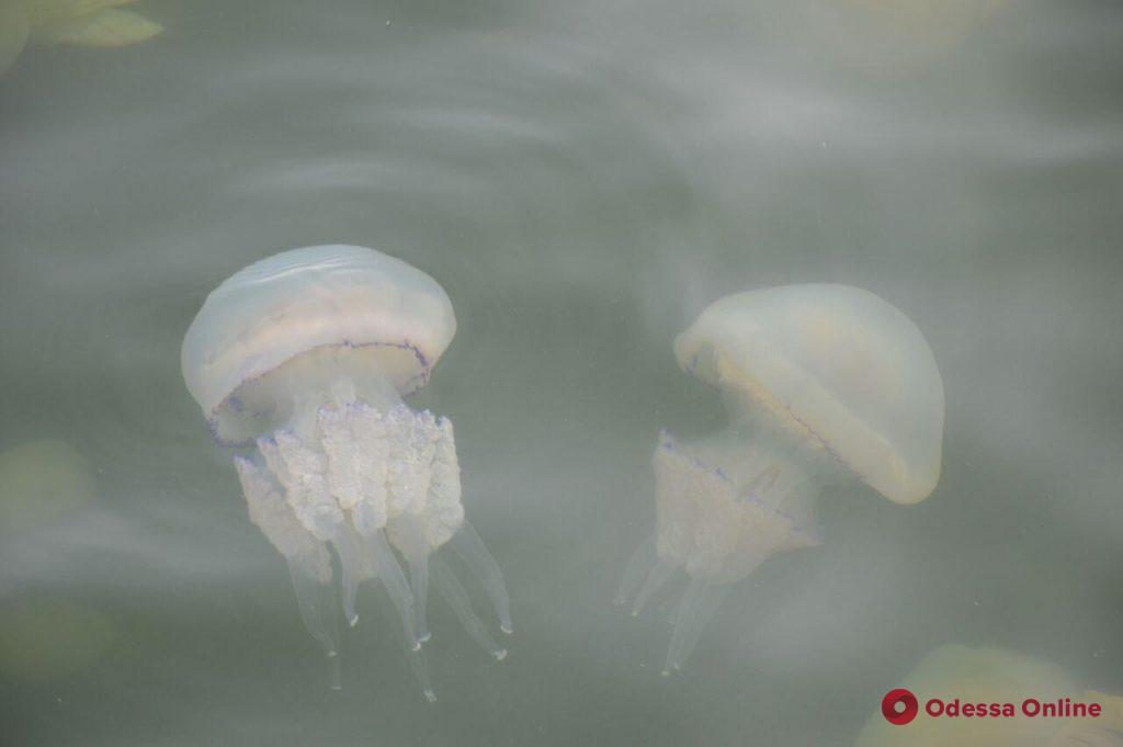 Стаи медуз-гигантов плавают в акватории Одесского порта (фото)