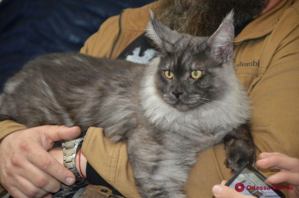 На Одесском морвокзале проходит международная выставка кошек (фоторепортаж)