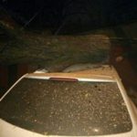 Непогода в Одессе: за сутки ветер повалил 30 крупных веток и деревьев