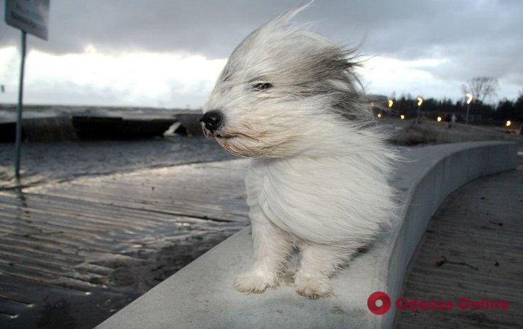 Гололед и сильный ветер: в Одессе объявили штормовое предупреждение
