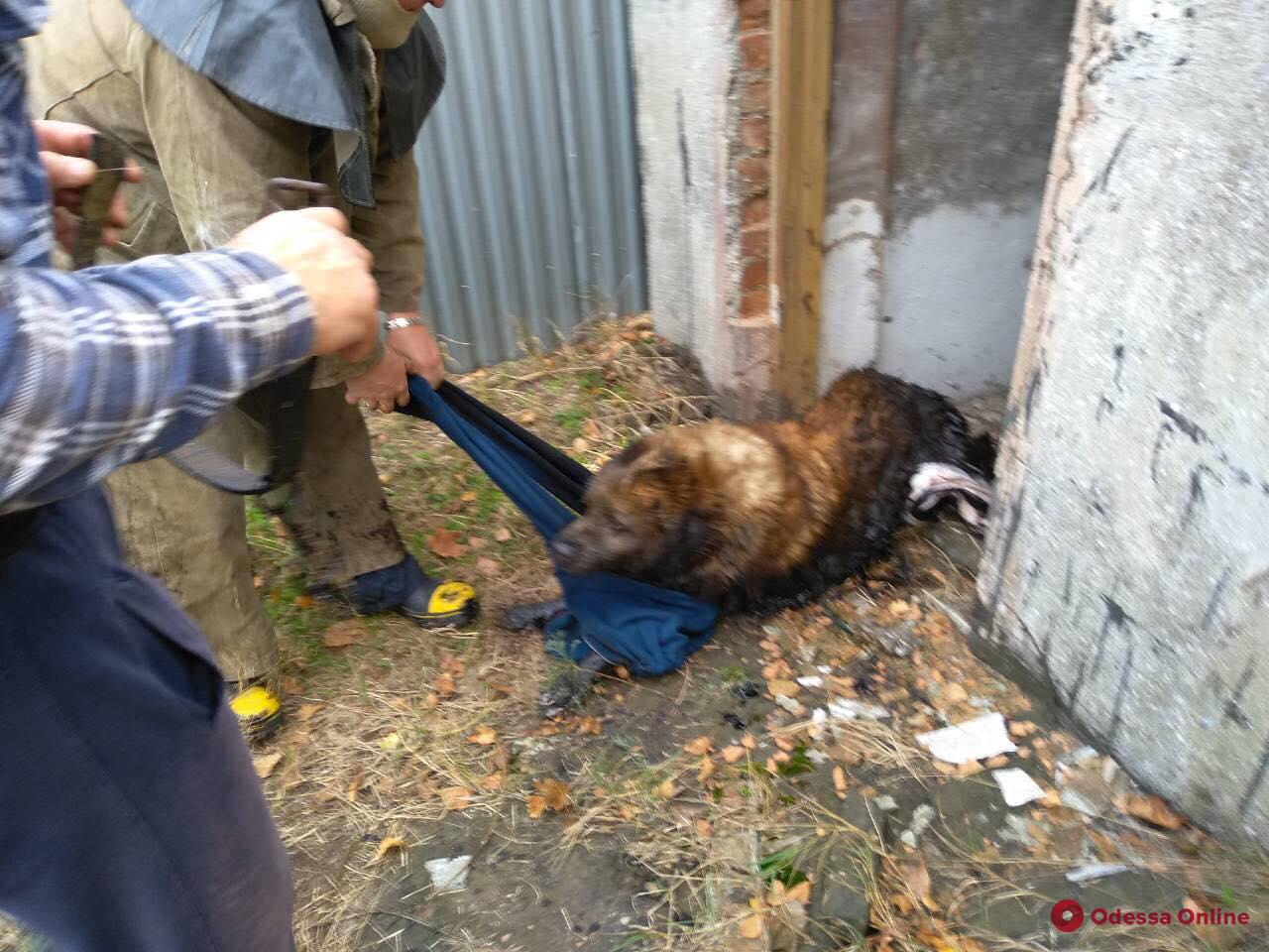 В Шабо спасали собаку из подземной емкости с мазутом (фото)