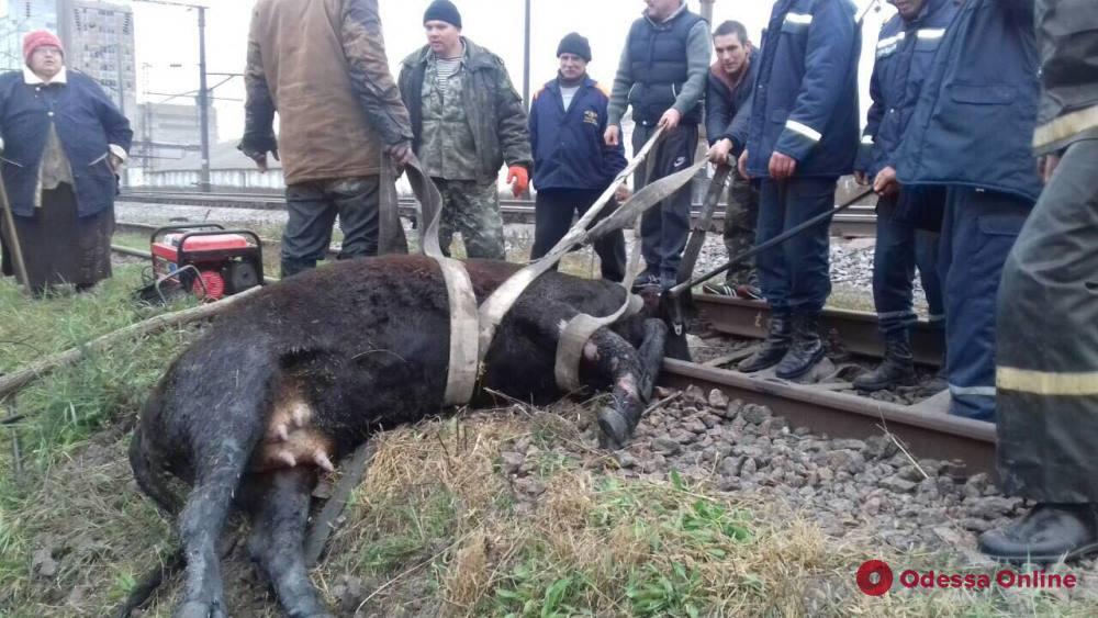 В Одесской области спасатели доставали корову из ливневой ямы