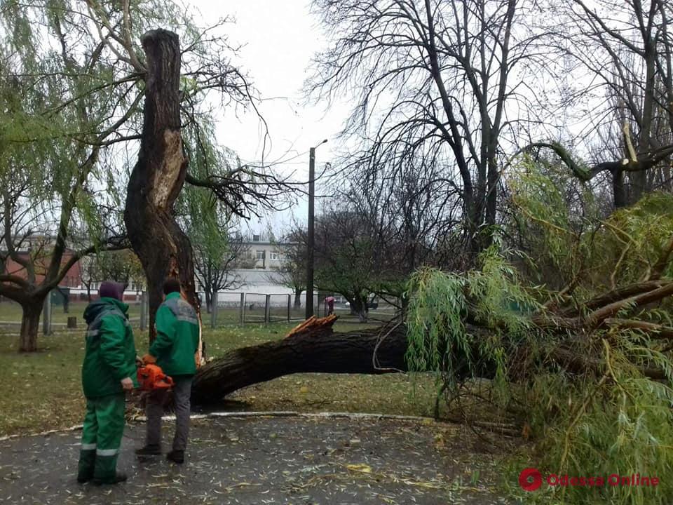 В Одессе сильный ветер повалил более десятка деревьев и крупных веток (фото)