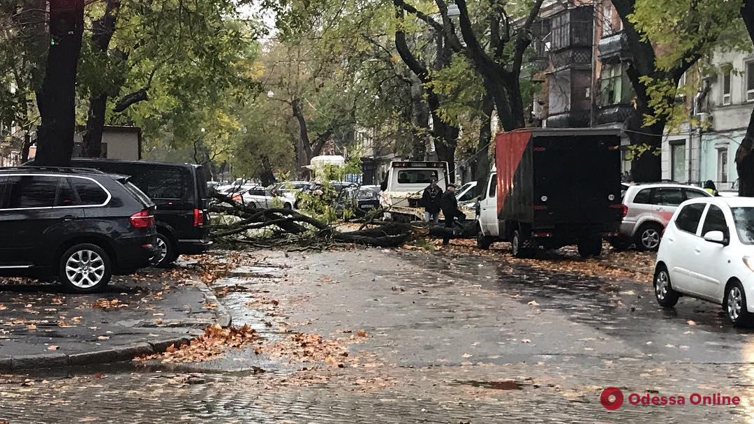 В центре Одессы упавшее дерево перекрыло дорогу