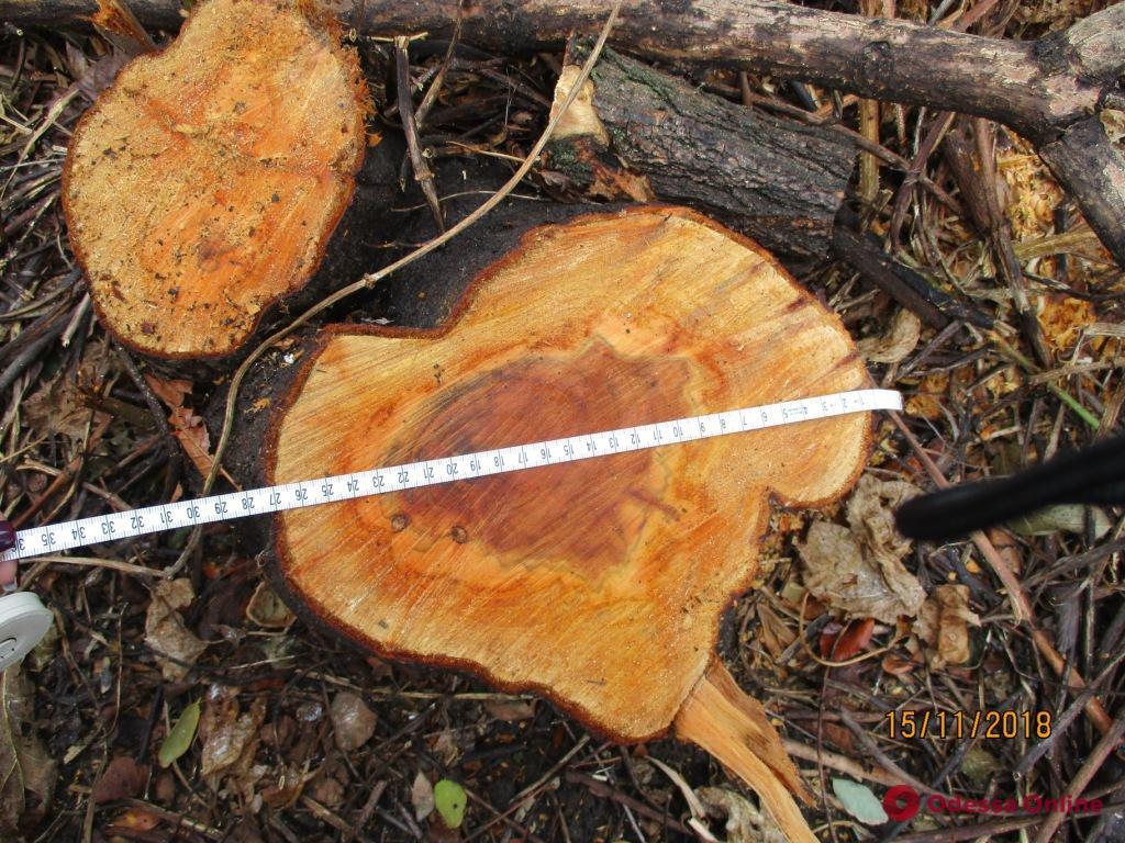 В дендропарке на Таирова незаконно вырубили деревья