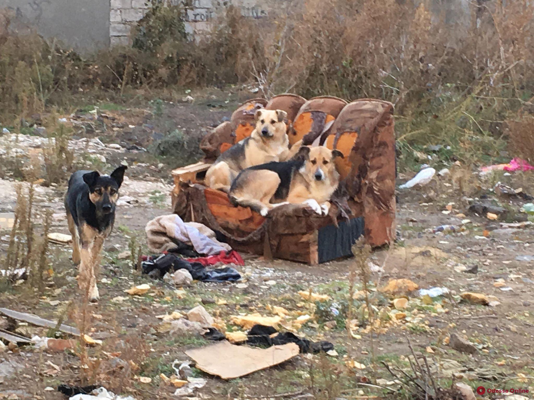 В центре города одесские собаки живут с комфортом (фотофакт)