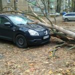 На Академика Королева на машину рухнуло дерево (фото)