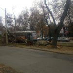 Древопад: очередное дерево упало на Фонтанской дороге