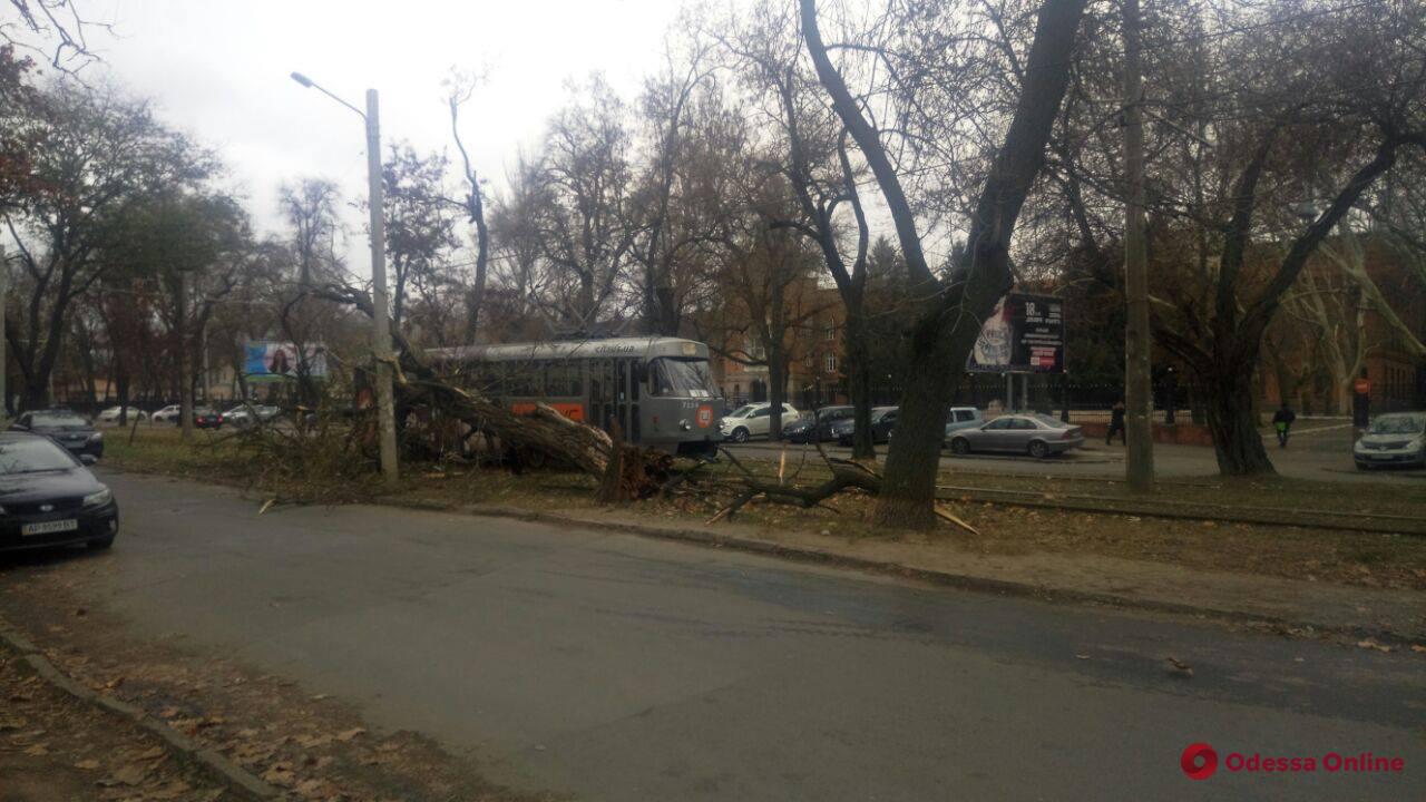 Древопад: очередное дерево упало на Фонтанской дороге