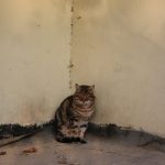 Коты и морозная осень на Молдаванке (фоторепортаж)