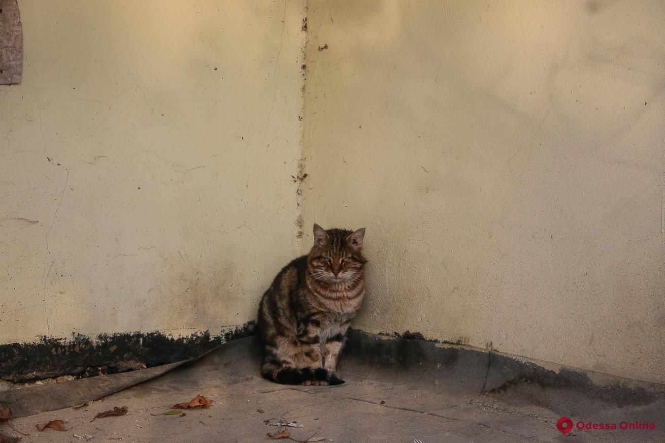 Мягкие, пушистые и произведения искусства: фотоподборка одесских мурлык ко Дню кота