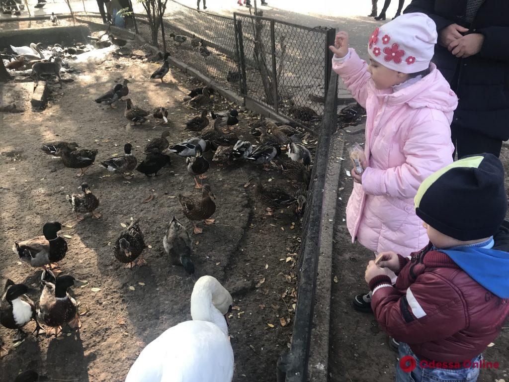 В Одесском зоопарке отметили «День птиц» (фото, видео)