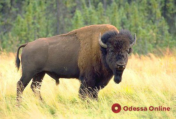 В Одесском зоопарке впервые за 30 лет поселится самка американского бизона