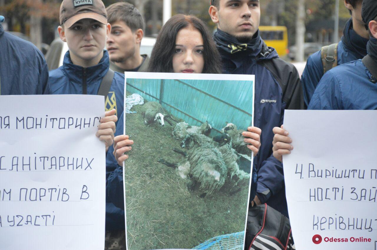 Дело овец: активисты и зоозащитники пикетировали Одесскую ОГА (фото)