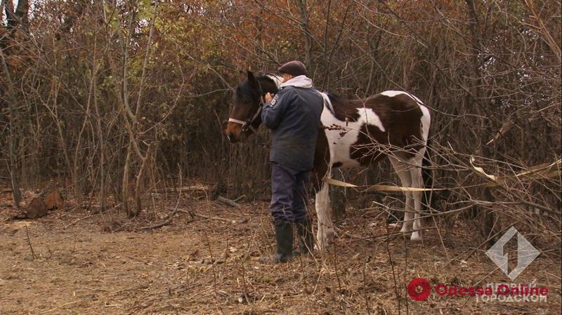 В Одессе появится левада для реабилитации лошадей